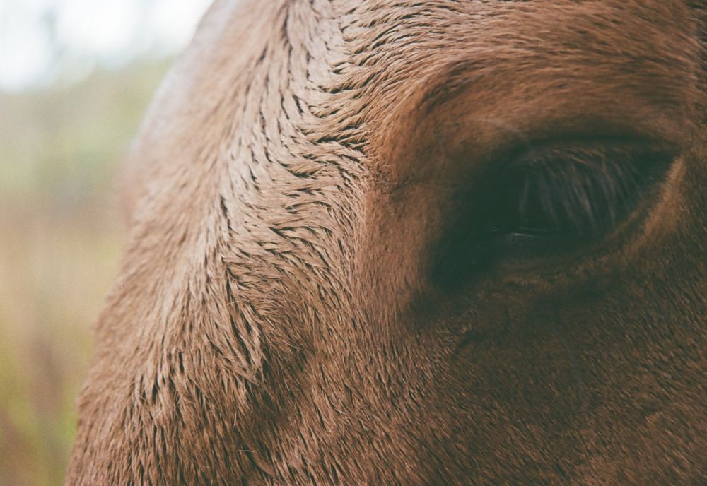 Auge eines Pferde in Nahaufnahme