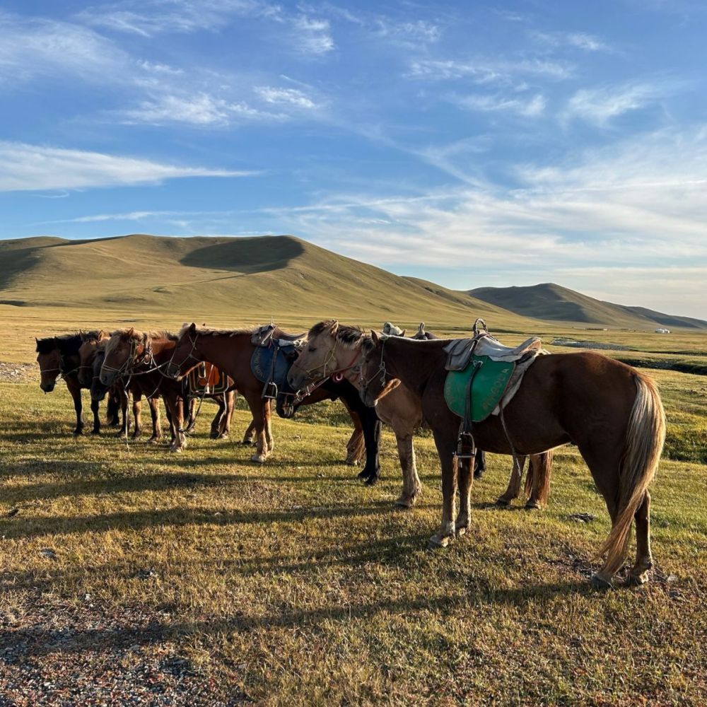 gesattelte Pferde in der Mongolei warten auf den Ausritt